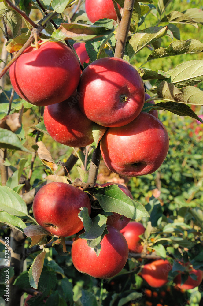 Obraz premium Branch with many red apples