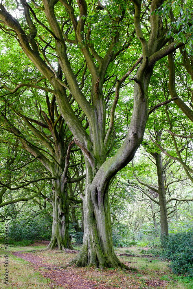 Elegant tree boughs, English woodland. Elegant tree boughs, English woodland.