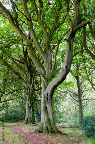 Elegant tree boughs, English woodland.
