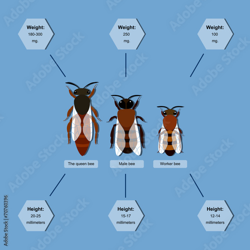 Bee info