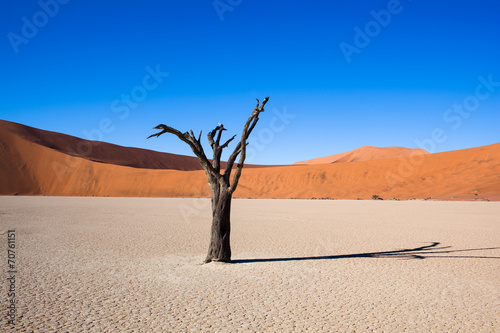 Namibia, deserto con alberi 