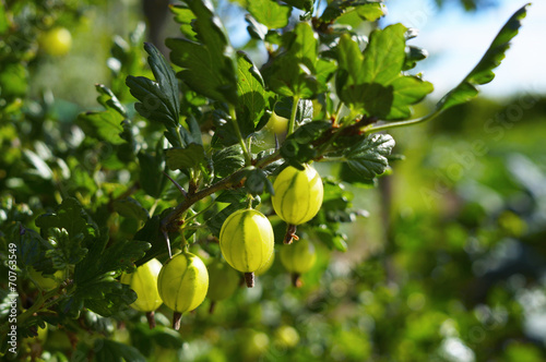 Gooseberry on branch in sunlight