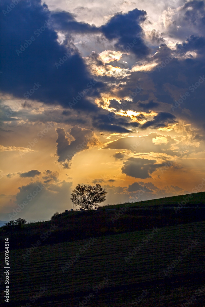 Obraz premium sunset with a tree on hill