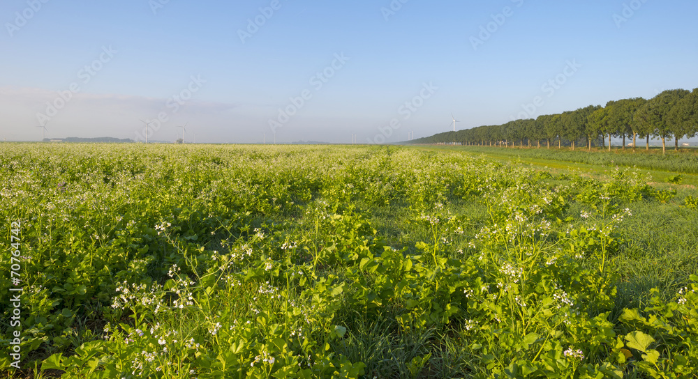 Trees along a field with vegetation