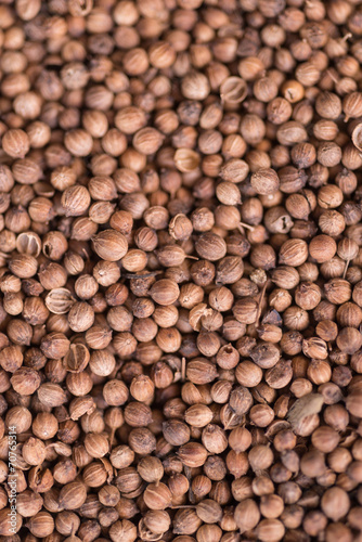 coriander