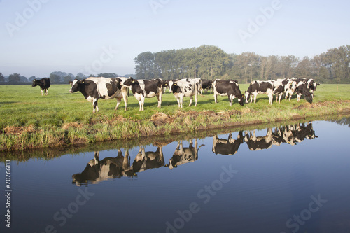 cows in a meadow near zeist in the Netherlands