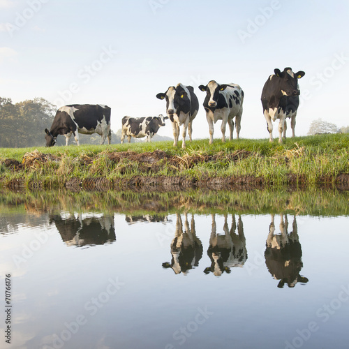 Fototapeta Naklejka Na Ścianę i Meble -  cows in a meadow near zeist in the Netherlands
