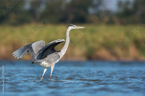 Принти на полотні Grey heron