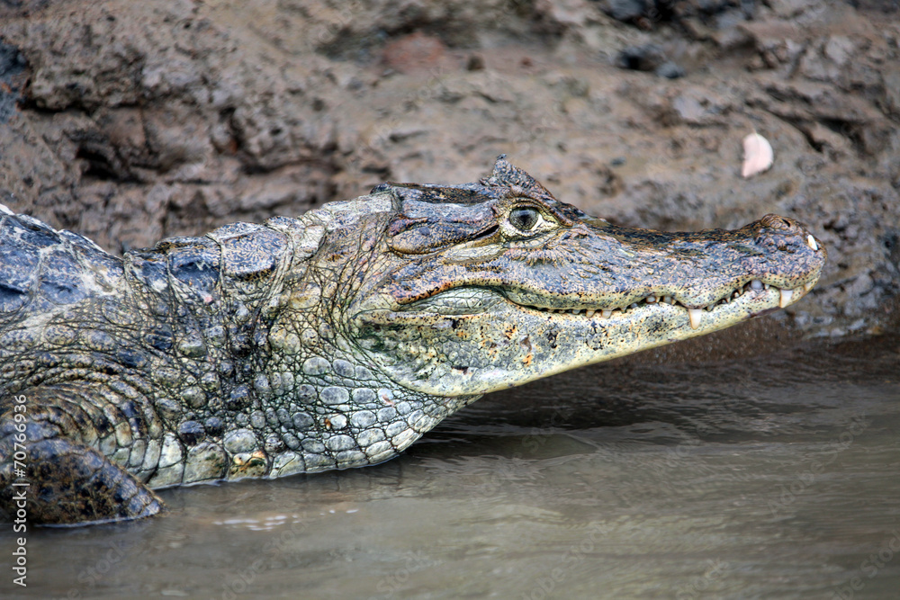 Fototapeta premium Cayman. Head of a crocodile (alligator) closeup. Кайман
