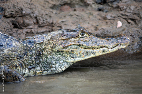 Cayman. Head of a crocodile (alligator) closeup. Кайман