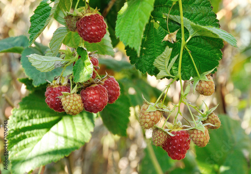 Branch of  red raspberry