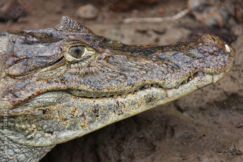Cayman. Head of a crocodile  alligator  closeup.             
