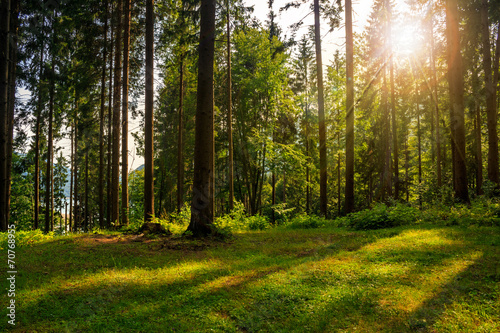 forest glade in  shade of the trees in sunlight