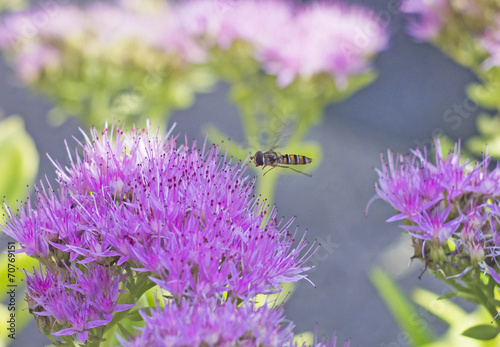 gadfly flying over pink flower