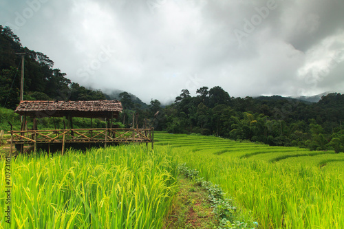 Terraced rice fields © Naypong Studio