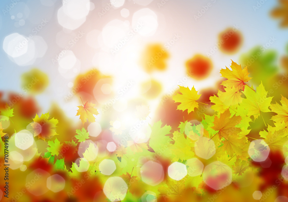 Autumn leaves Autumn leaves