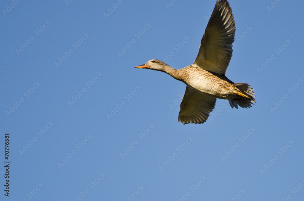 Obraz premium Female Mallard Duck Flying in a Blue Sky