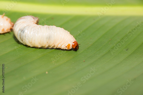 The worms crawl on the leaves