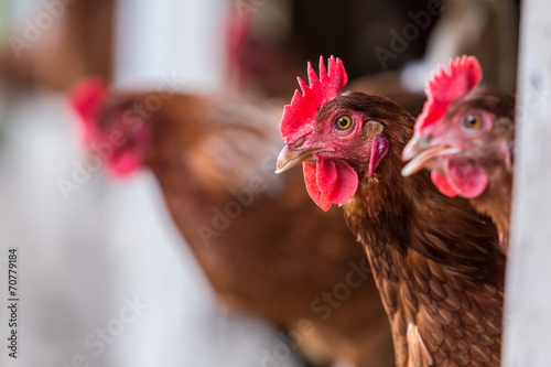 Brown Chickens