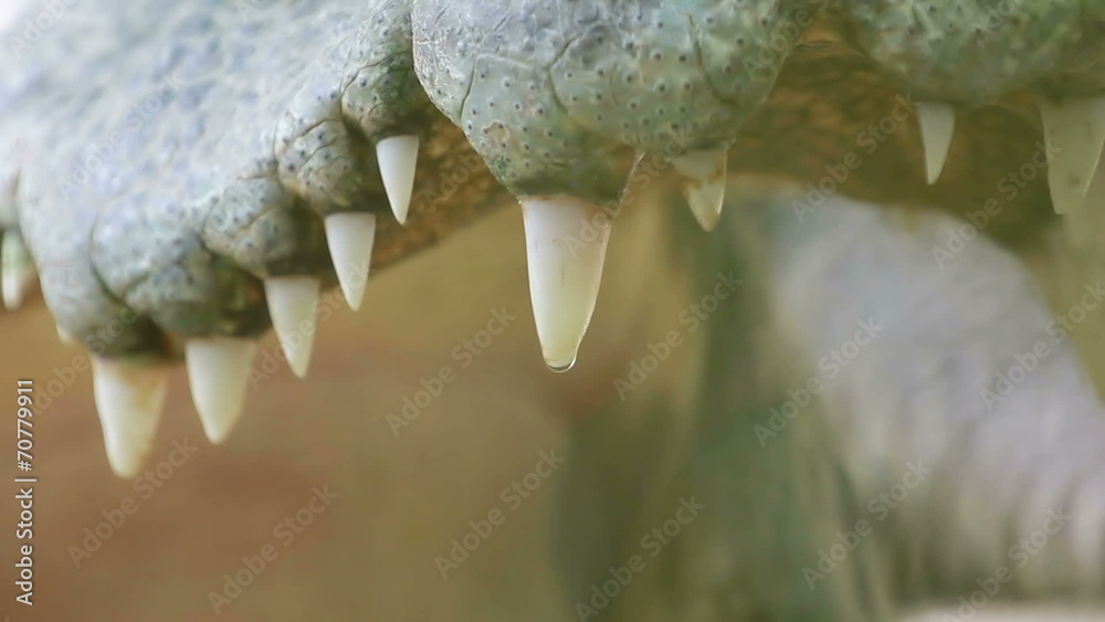 Close up of Crocodile opens its mouth to show its teeth