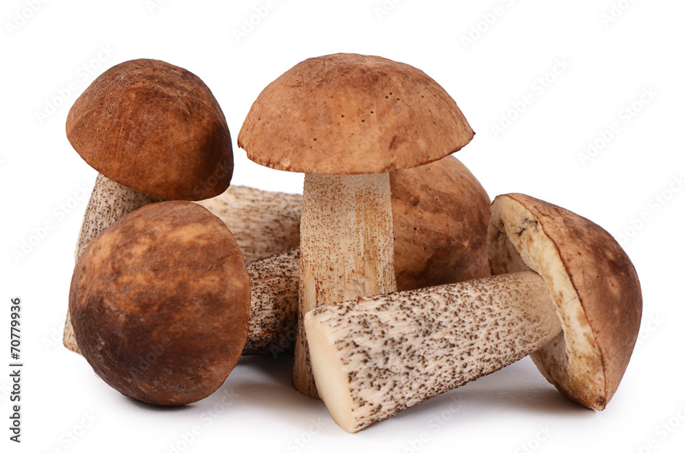 The brown cap boletus isolated on white background The brown cap boletus isolated on white background