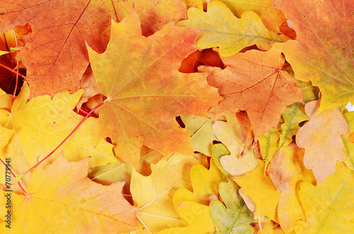 The autumn maple leaves a background