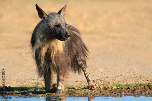 Fototapeta Brown hyena drinking water, Kalahari desert