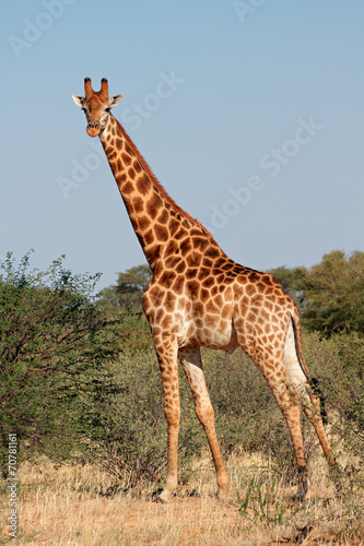 A large giraffe bull