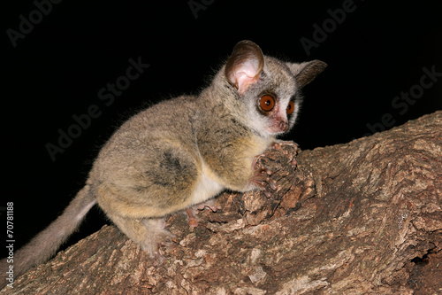 Schilderij op canvas Nocturnal Lesser Bushbaby (Galago moholi)