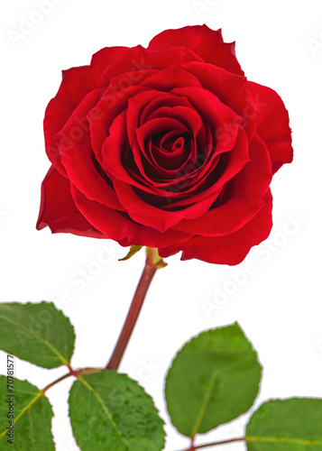 Red rose with leaves isolated on white background.