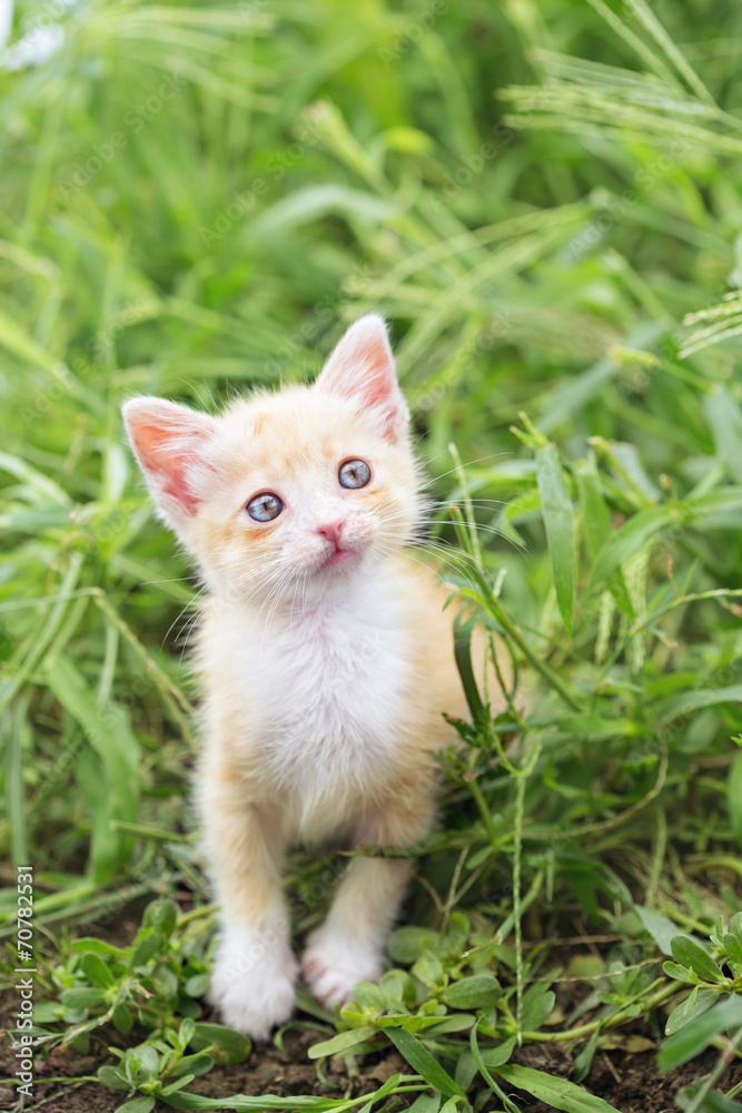  kitten in the grass