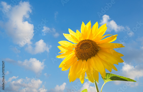 sunflower on blue sky