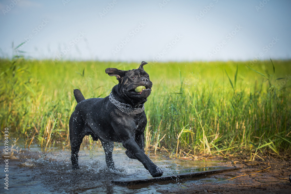 Cane Corso dog in nature