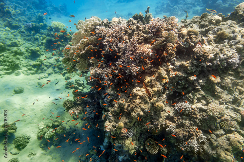 Fototapeta Naklejka Na Ścianę i Meble -  Coral Reef under water of the Red Sea