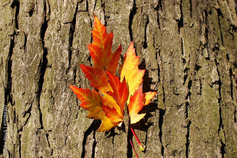 colors of autumn