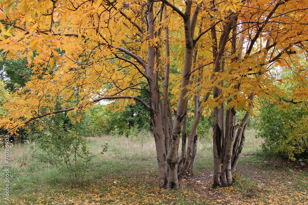 Autumn rowan tree