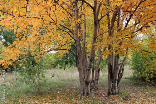 Autumn rowan tree