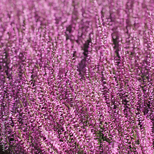 Heather flowers blossom in august