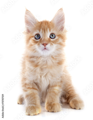 maine coon kitten