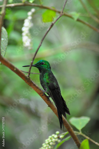 Costa Rica Kolibri sitzend