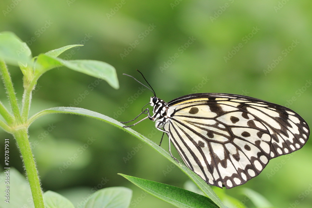Large Tree Nymphs butterfly and green leaf Large Tree Nymphs butterfly and green leaf