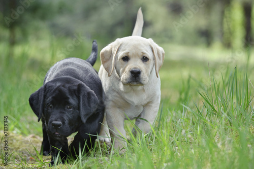 Labrador retriever puppy in garden