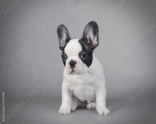 French Bulldog puppy © Waldemar D&#261;brow