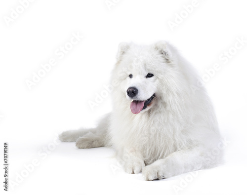 Samoyed  dog portrait