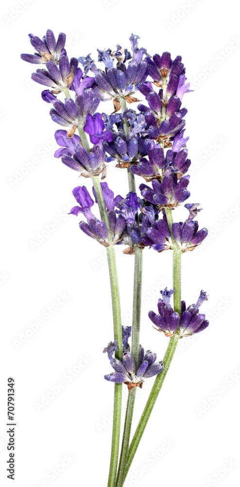 Naklejka premium Lavender flowers Lavandula angustifolia on white