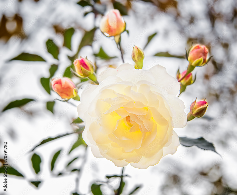 White rose with buds backlit - obrazy, fototapety, plakaty 