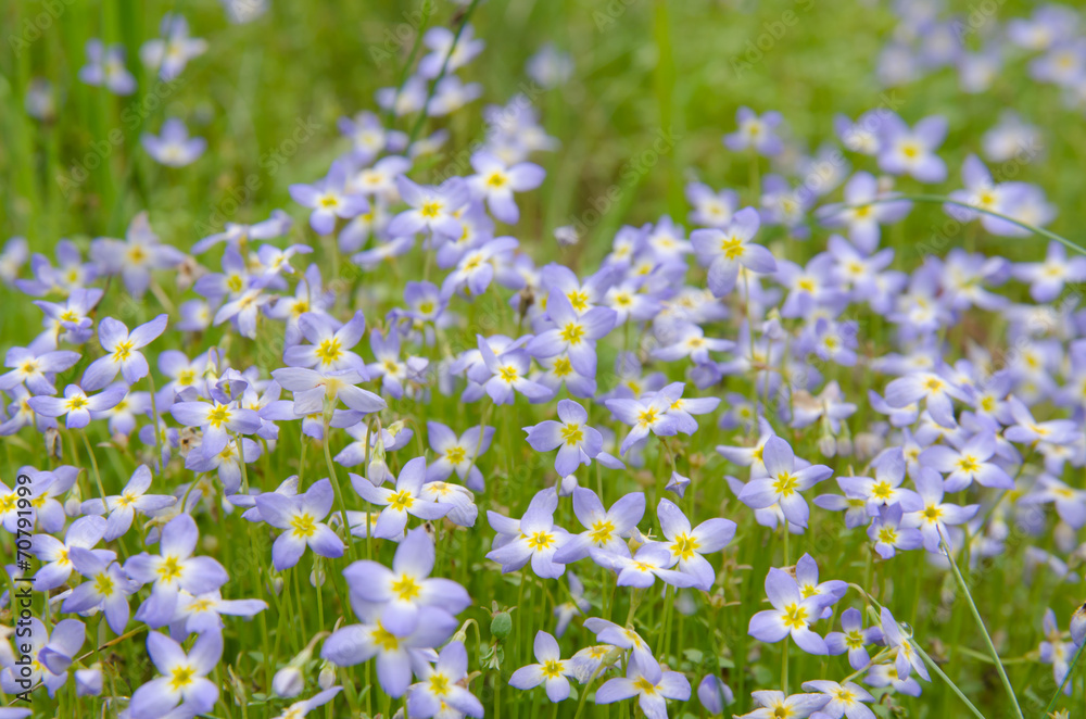 Bluet Flowers in a Group Bluet Flowers in a Group