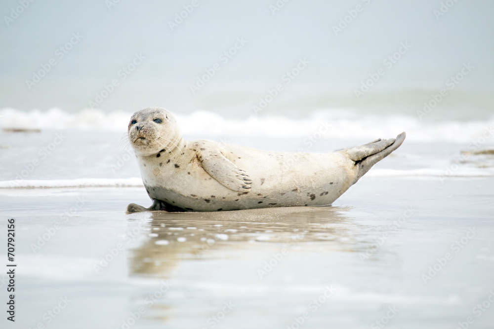 Obraz premium Baby Grey Seal (Halichoerus grypus) relaxing on the beach