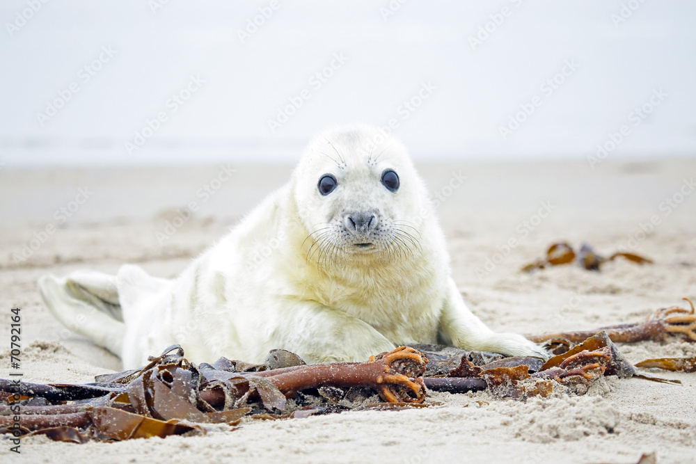 Fototapeta premium White grey baby seal looks inquisitively at the beach with big