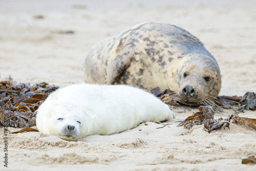 Naklejka premium Mother and baby seal on the beach